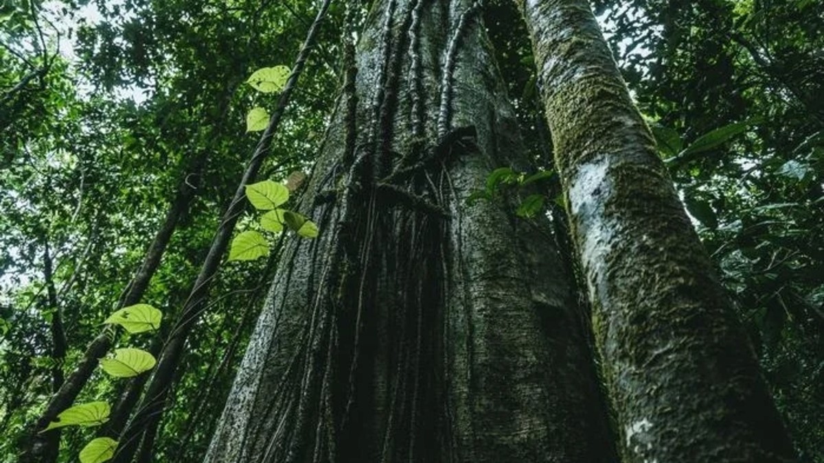 En el marco del Día Mundial del Medioambiente, Epson fue incluida en la prestigiosa Lista A de CDP por su liderazgo en gestión hídrica y obtuvo, por tercer año consecutivo, la máxima calificación AAA de MSCI ESG.